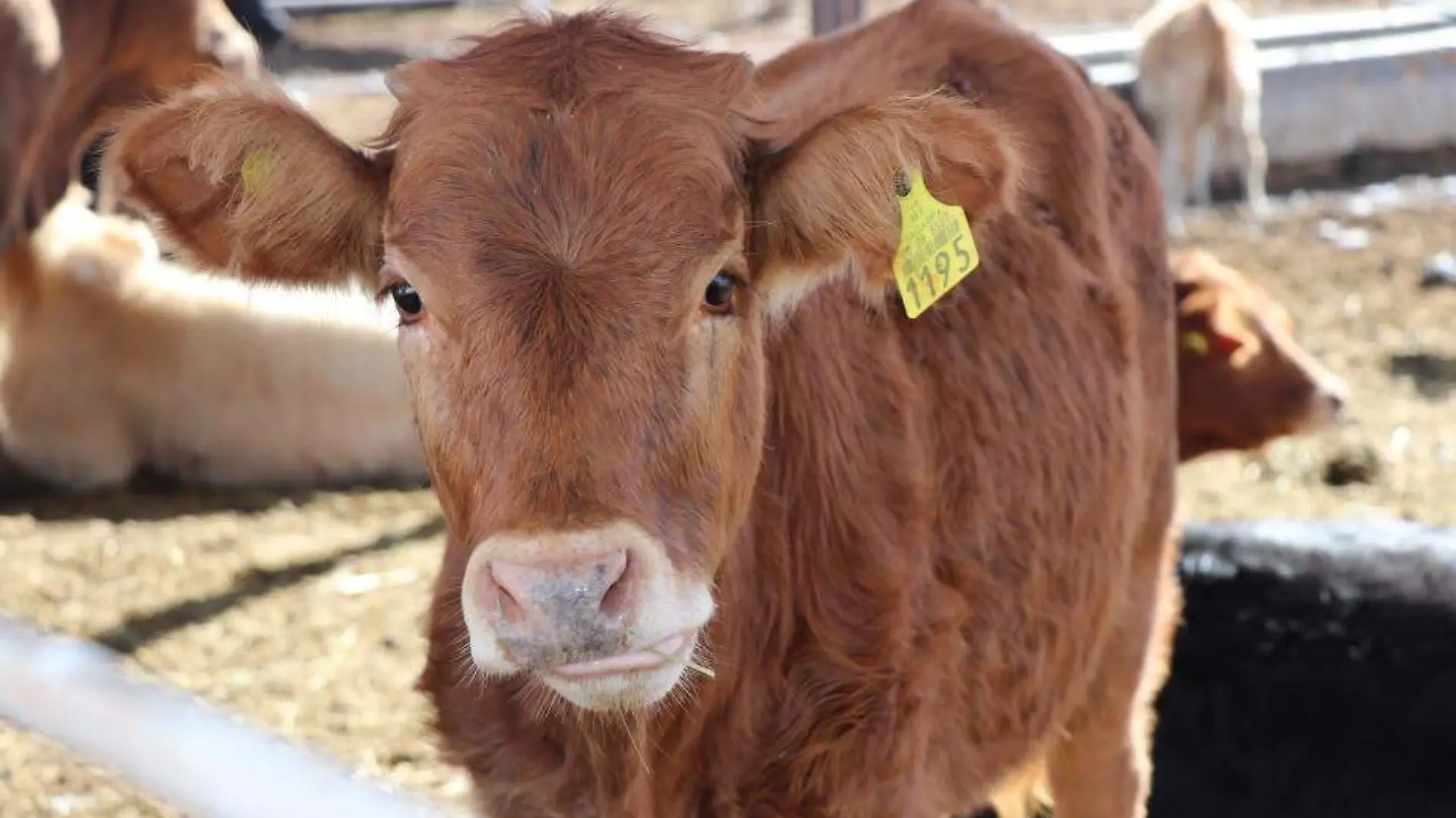 vacas ganado ganaderia ugrs vaca 